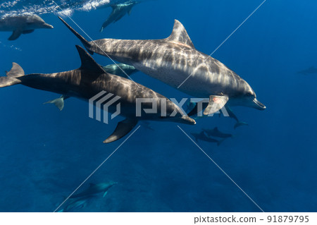 Underwater photography of wild dolphins 91879795