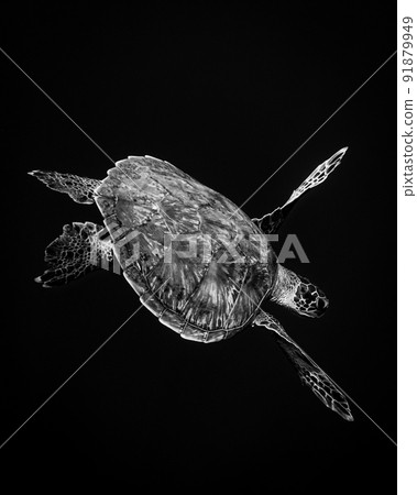 黑白綠海龜水下照片 91879949