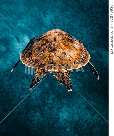 綠海龜水下照片 91879950