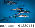 A large herd of wild dolphins 91880131