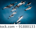 A large herd of wild dolphins 91880133
