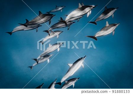 A large herd of wild dolphins 91880133
