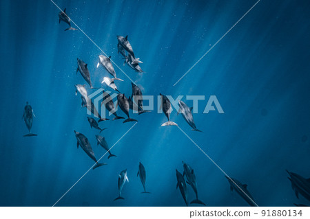 一大群野生海豚 一大群野生海豚 91880134