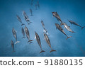 A large herd of wild dolphins 91880135