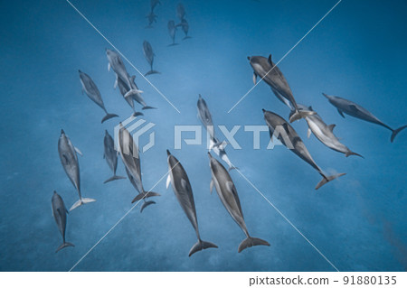 A large herd of wild dolphins A large herd of wild dolphins 91880135