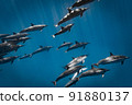 A large herd of wild dolphins 91880137