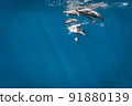 A large herd of wild dolphins 91880139