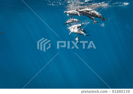 A large herd of wild dolphins A large herd of wild dolphins 91880139