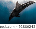Underwater photography of dolphins 91880242