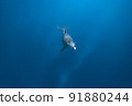Underwater photography of dolphins 91880244