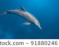 Underwater photography of dolphins 91880246