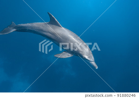Underwater photography of dolphins 91880246
