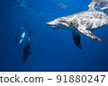 Underwater photography of dolphins 91880247