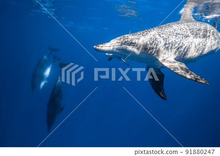 Underwater photography of dolphins 91880247