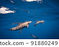 Underwater photography of dolphins 91880249