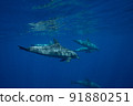 Underwater photography of dolphins 91880251