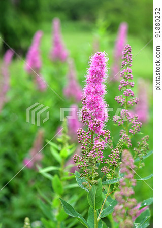 樹:繡線菊,薔薇科 樹:繡線菊,薔薇科 91880252