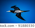 Boobies in flight 91880330