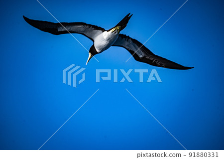 Flying gannets 91880331