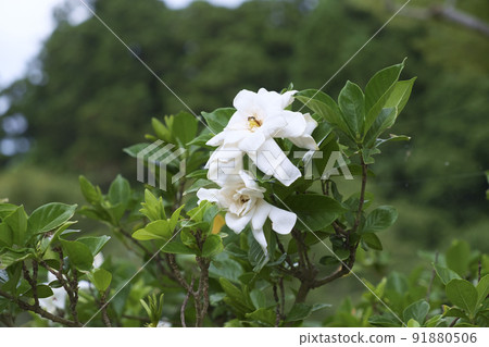 Gardenia flowers in double-flowered summer Gardenia flowers in double-flowered summer 91880506