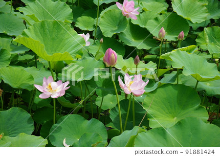 Beautifully blooming Goronuma Chusonji Hass 91881424