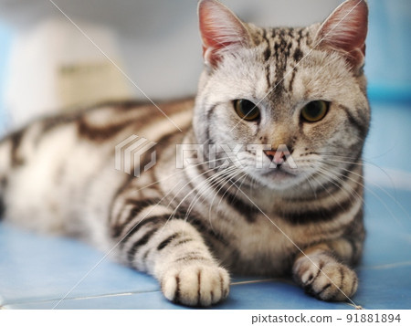 cute young handsome AMERICAN SHORT HAIR breed kitty grey and black stripes home cat portraits relaxing in a bedroom with blur indoor environment background. 91881894