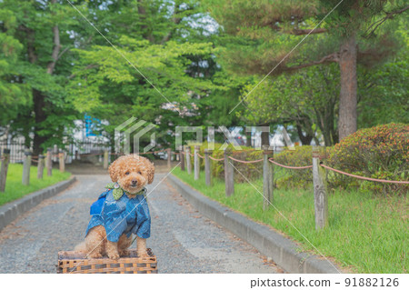 Matsumoto Castle and dog 91882126