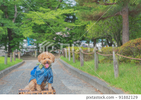 松本城和狗 松本城和狗 91882129