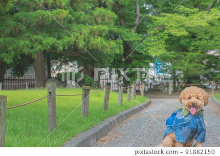 松本城和狗 91882150