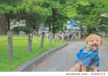 松本城和狗 91882151