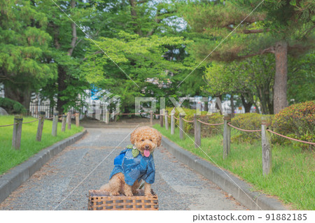 Matsumoto Castle and dog 91882185