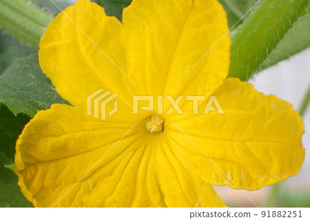 Cucumber flowers grown in the kitchen garden 91882251