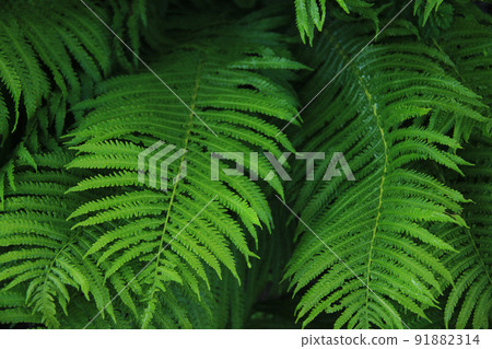fresh green fern leaves 91882314