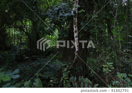 Cranes stand at the top of the competition for survival in the plant world, which is quietly and mercilessly advancing without sound and voice. 91882791