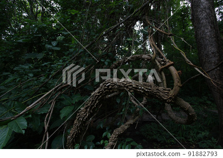 Cranes stand at the top of the competition for survival in the plant world, which is quietly and mercilessly advancing without sound and voice. 91882793