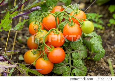 在菜園裡種植的迷你西紅柿 在菜園裡種植的迷你西紅柿 91882824