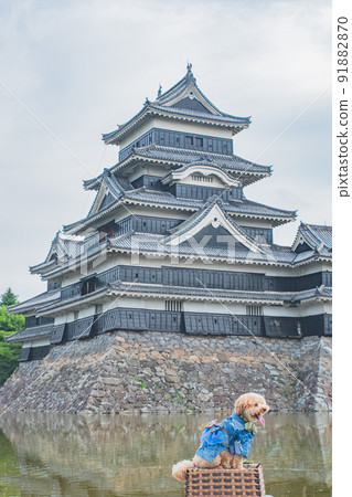 Matsumoto Castle and dog 91882870