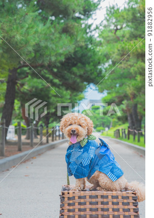 松本城和狗 91882956