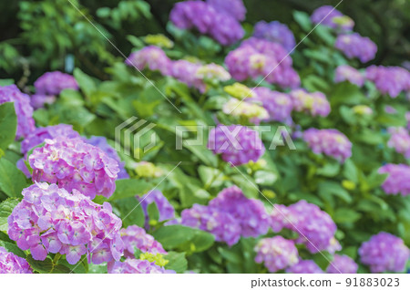 Red purple hydrangea Red purple hydrangea 91883023