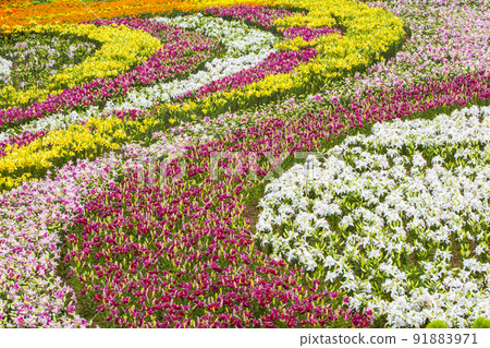 泰安半島鬱金香節的小景色 91883971