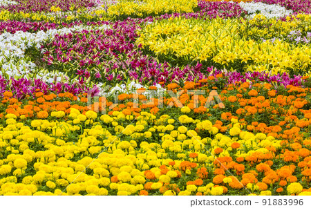 泰安半島鬱金香節的小景色 91883996