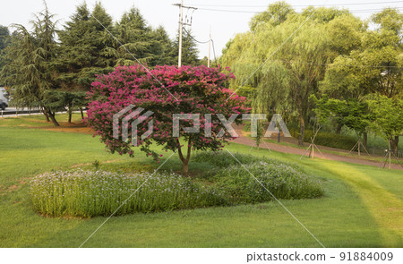 Red Barberry blossoms in Jungoe Park, Gwangju Red Barberry blossoms in Jungoe Park, Gwangju 91884009