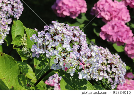 Pink and light blue hydrangea flowers blooming in early summer parks in Japan 91884010
