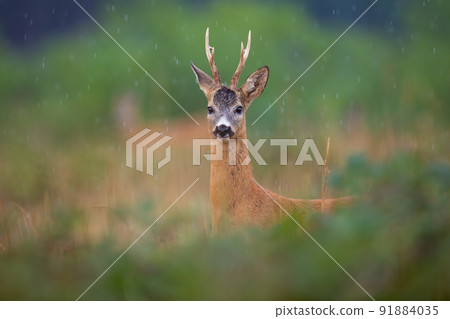 Roe deer looking to the camera furing summer raining Roe deer looking to the camera furing summer raining 91884035