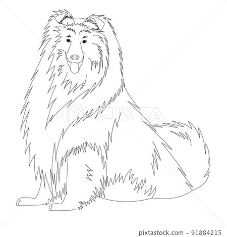 coloring book collie dog coloring book collie dog 91884215