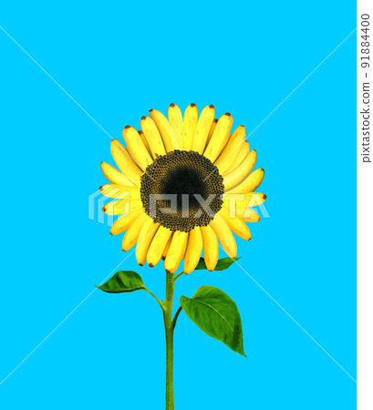 Contemporary art collage. Creative colorful design with sunflower and banana leaves isolated on blue background Contemporary art collage. Creative colorful design with sunflower and banana leaves isolated on blue background 91884400