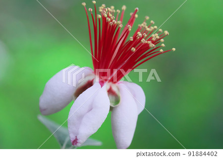 Feijoa的花 Feijoa的花 91884402