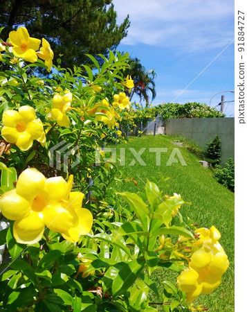 Allamanda Cathartic 2 Okinawa Allamanda Cathartic 2 Okinawa 91884727