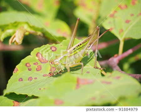 Grasshopper for summer vacation 91884979