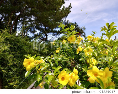 Allamanda Cathartic 4 Okinawa 91885047